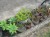 All Sorts Plants. - Image 1